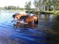 Farina och Flisa badar i Össjöasjön. Foto Lydia Gudmundsson.jpg